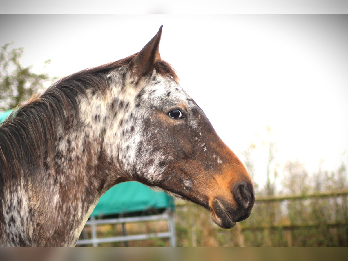 Cheval de selle allemand Étalon 1 Année 170 cm Léopard in Hungenroth