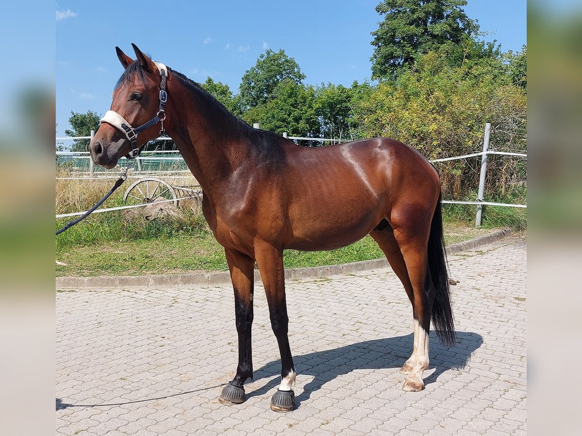 Cheval de selle allemand Étalon 2 Ans 164 cm Bai brun in Naila