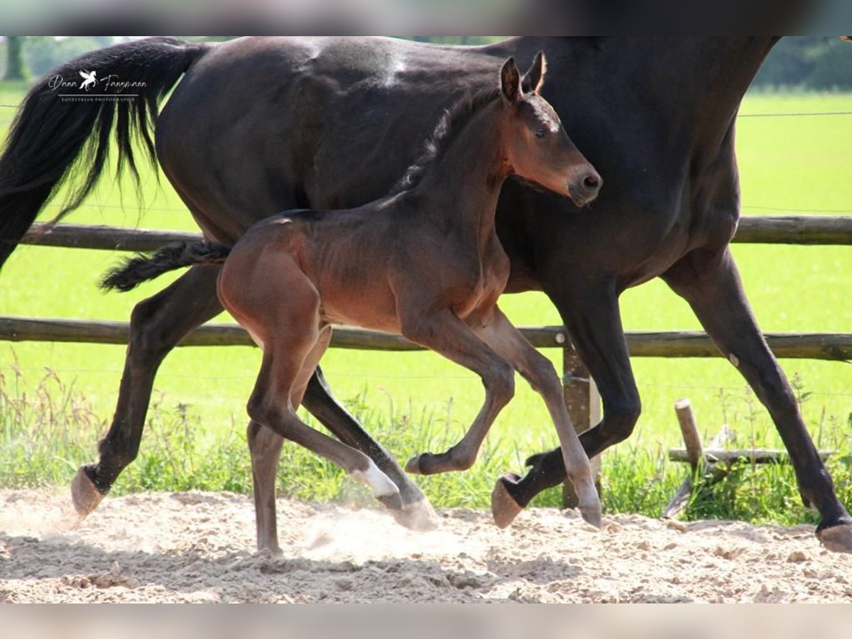 Cheval de selle allemand Étalon 2 Ans in Neuenkirchen-V&#xF6;rden