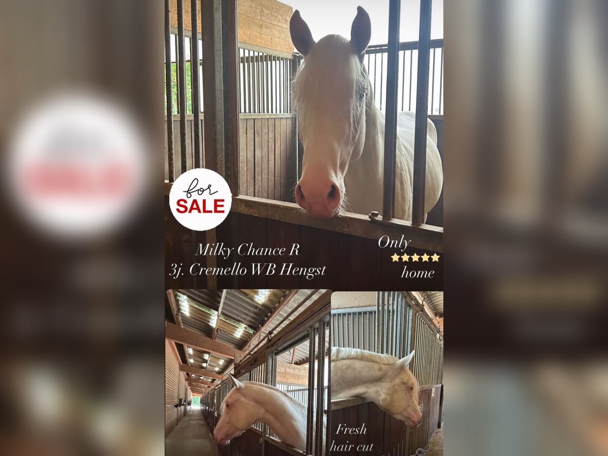 Cheval de selle allemand Étalon 3 Ans 165 cm Cremello in Heistenbach