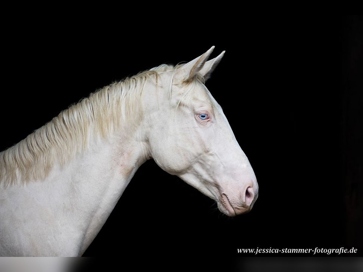 Cheval de selle allemand Étalon in Beaumont pied-de-boeuf