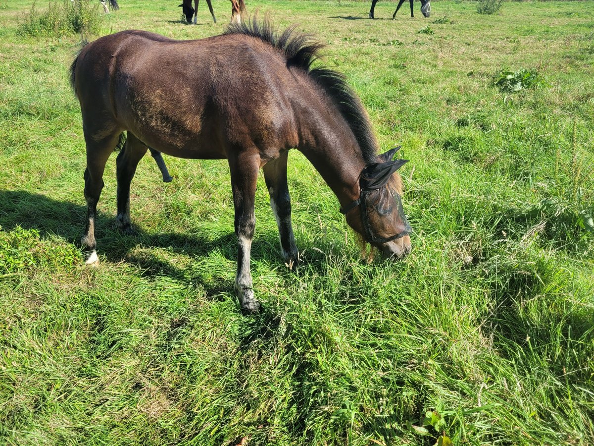 Cheval de selle allemand Étalon Poulain (04/2024) 142 cm Bai brun in Varel Dangastermoor