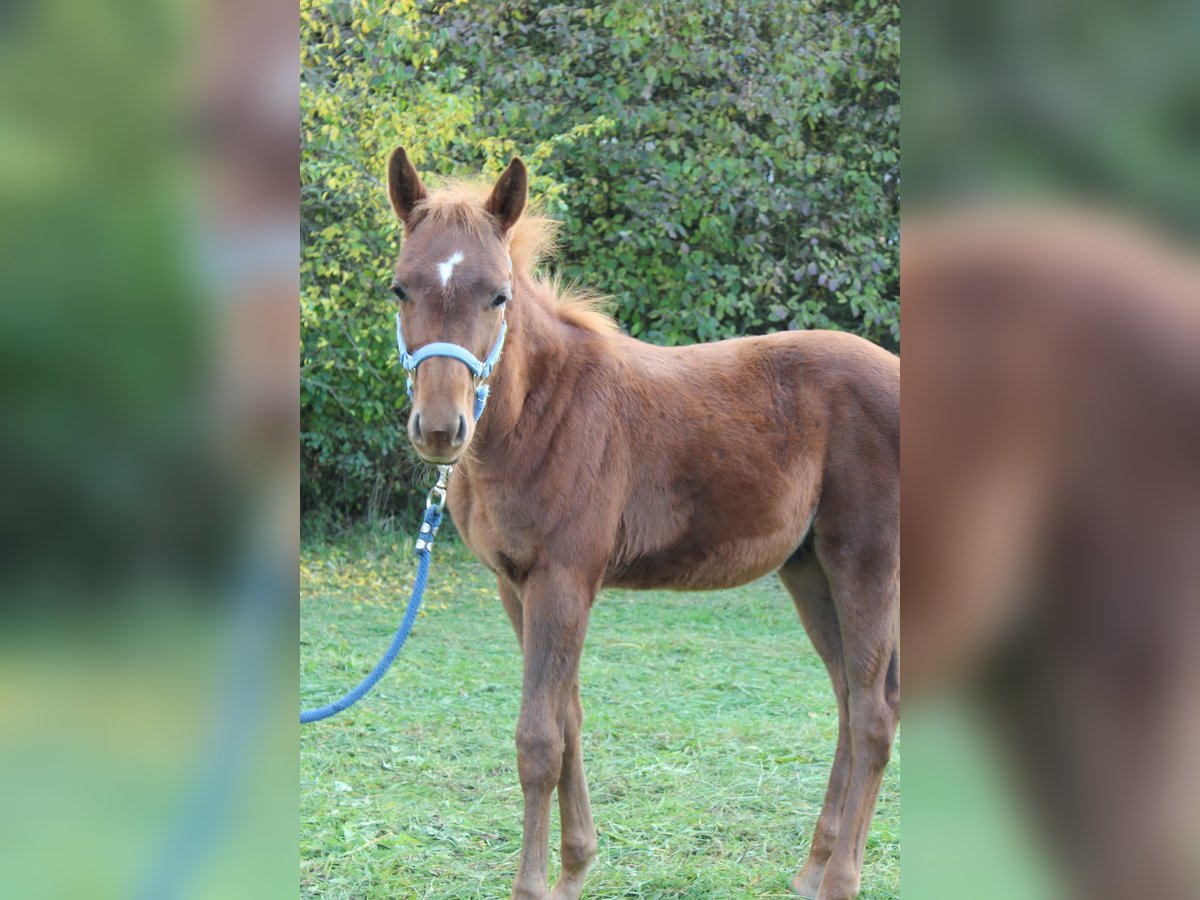 Cheval de selle allemand Croisé Étalon Poulain (04/2025) 160 cm Alezan in Zapfendorf