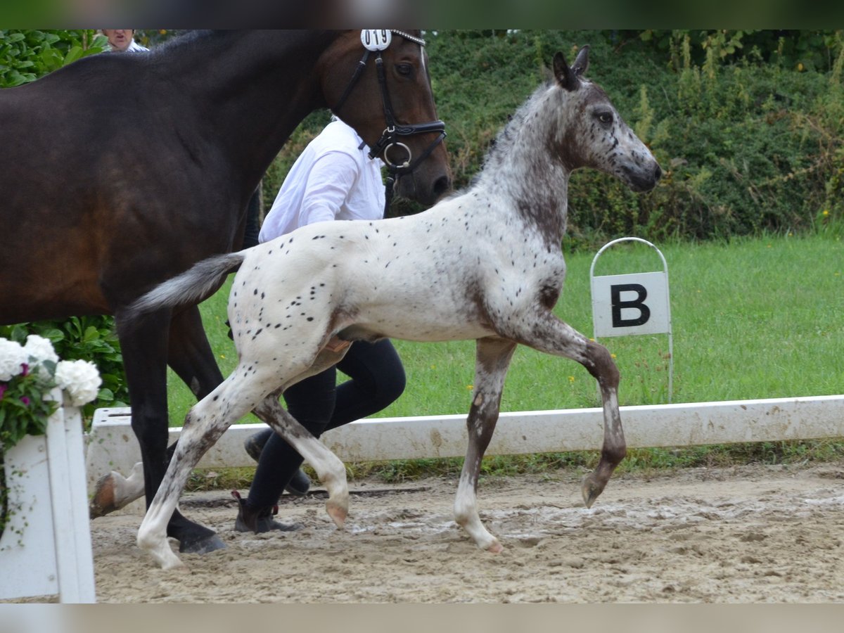 Cheval de selle allemand Étalon Poulain (06/2025) 165 cm Léopard in Sehnde