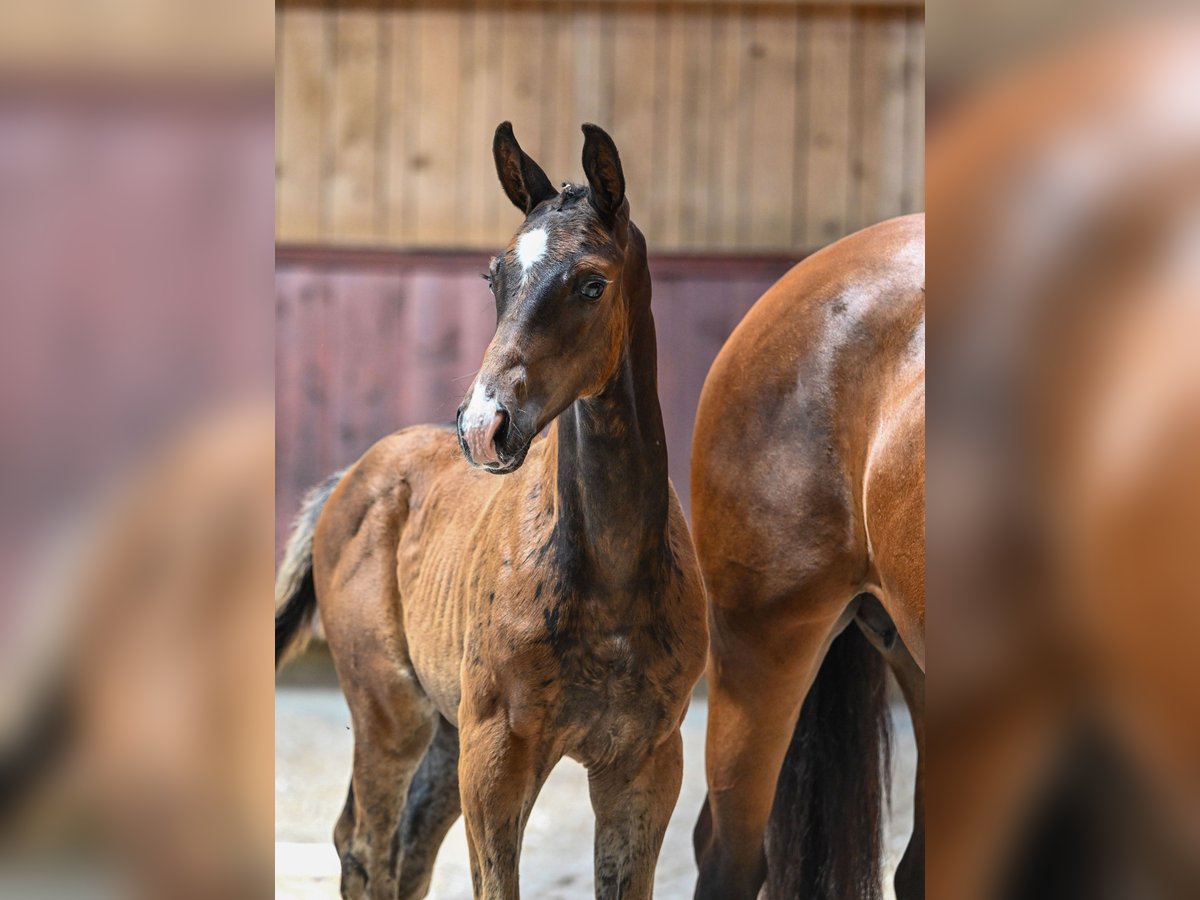 Cheval de selle allemand Étalon Poulain (05/2024) Bai brun in Unterthingau