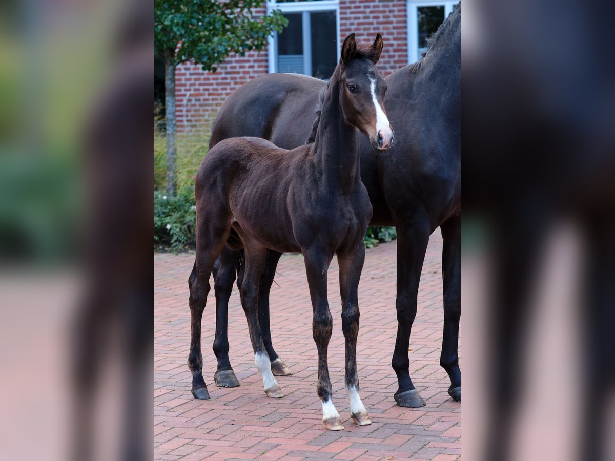 Cheval de selle allemand Étalon Poulain (06/2024) Bai in Löningen