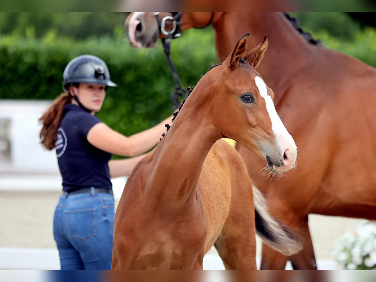 Cheval de selle allemand Étalon Poulain (03/2025) Bai in Rheine