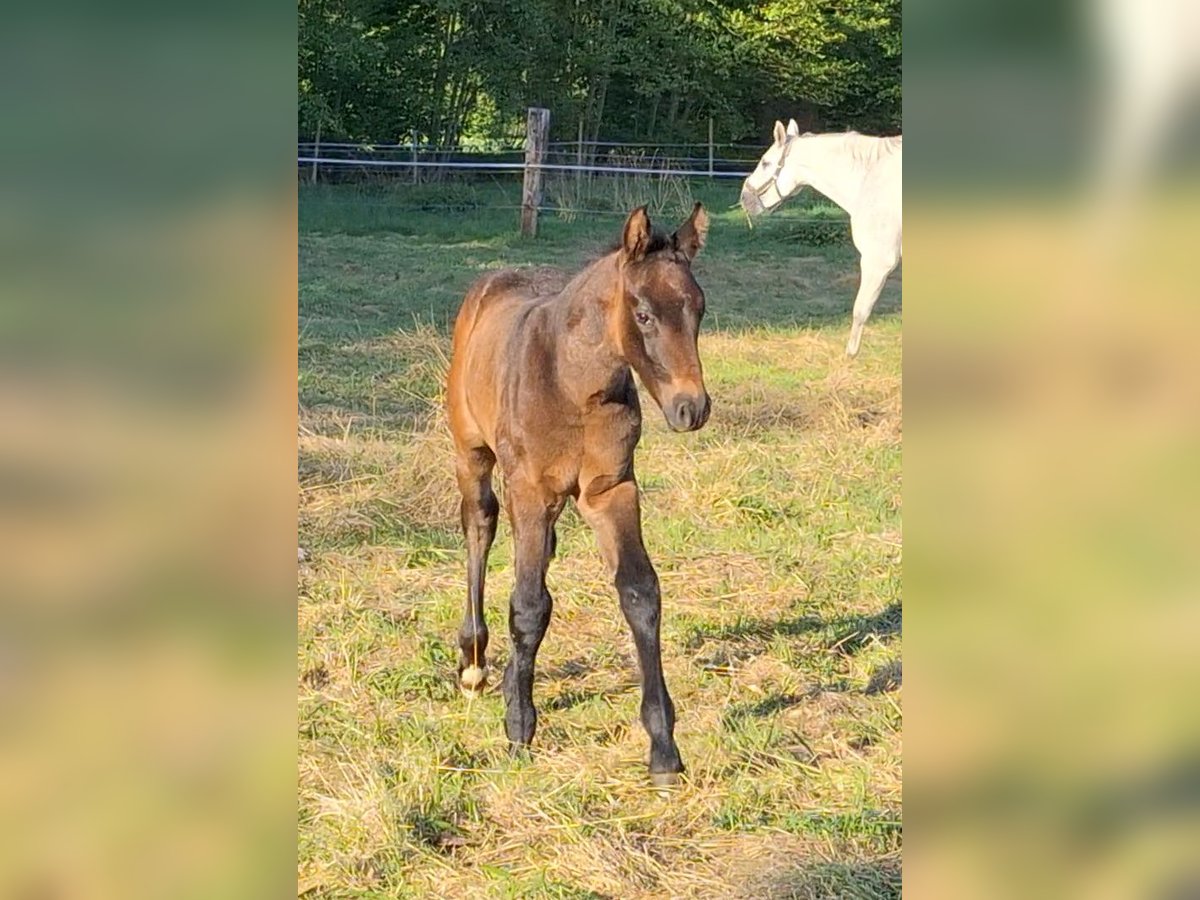 Cheval de selle allemand Étalon  Bai in Riesenbeck