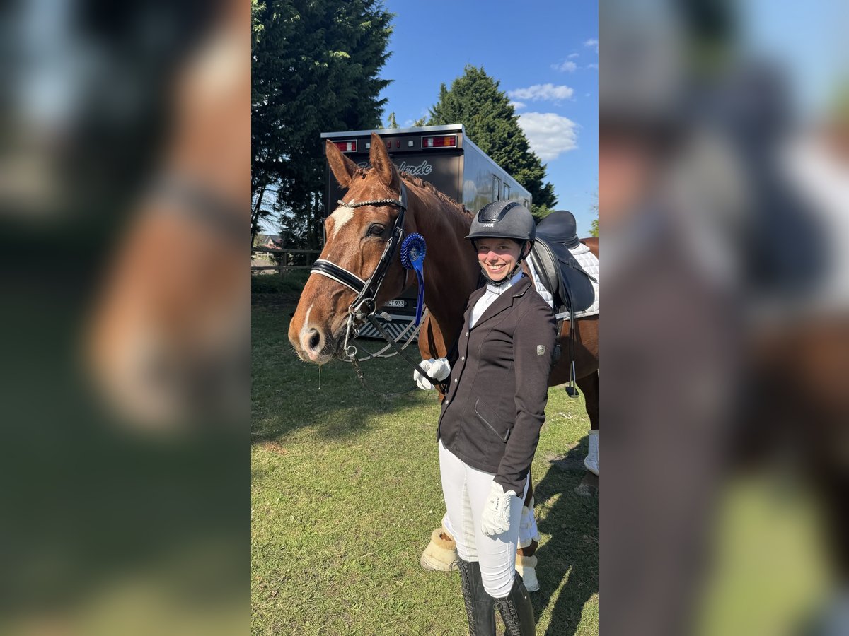 Cheval de selle allemand Hongre 10 Ans 170 cm Alezan in Nordwalde