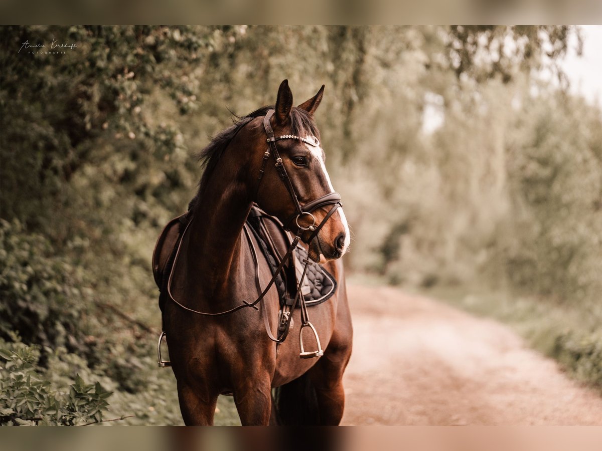 Cheval de selle allemand Hongre 10 Ans 172 cm Bai brun in Ratingen