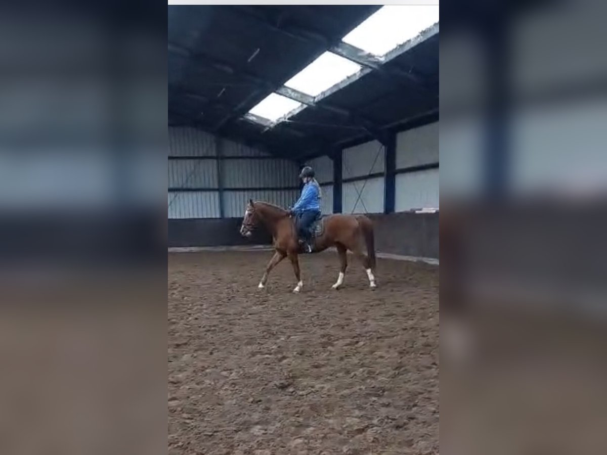 Cheval de selle allemand Hongre 11 Ans 166 cm Alezan in Drachten