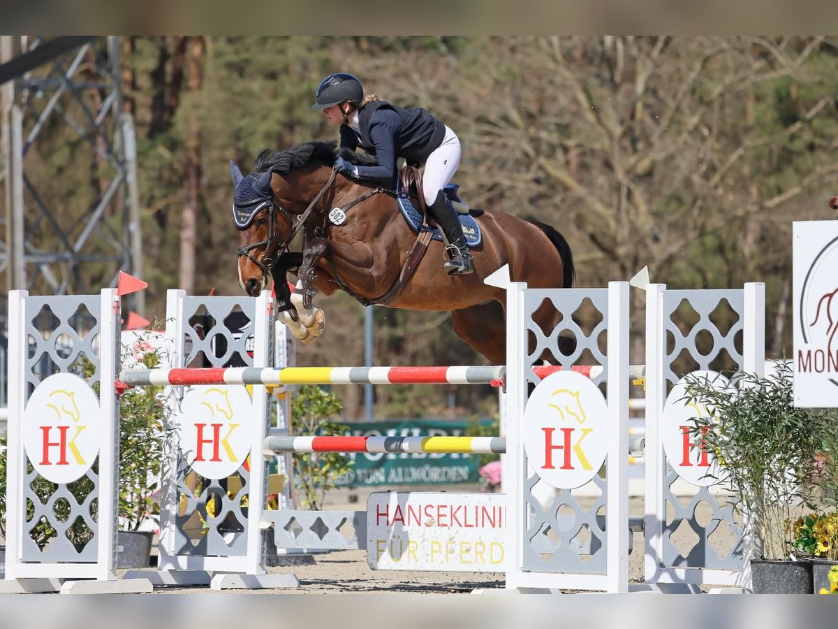Cheval de selle allemand Hongre 11 Ans 173 cm Bai in Verden (Aller)