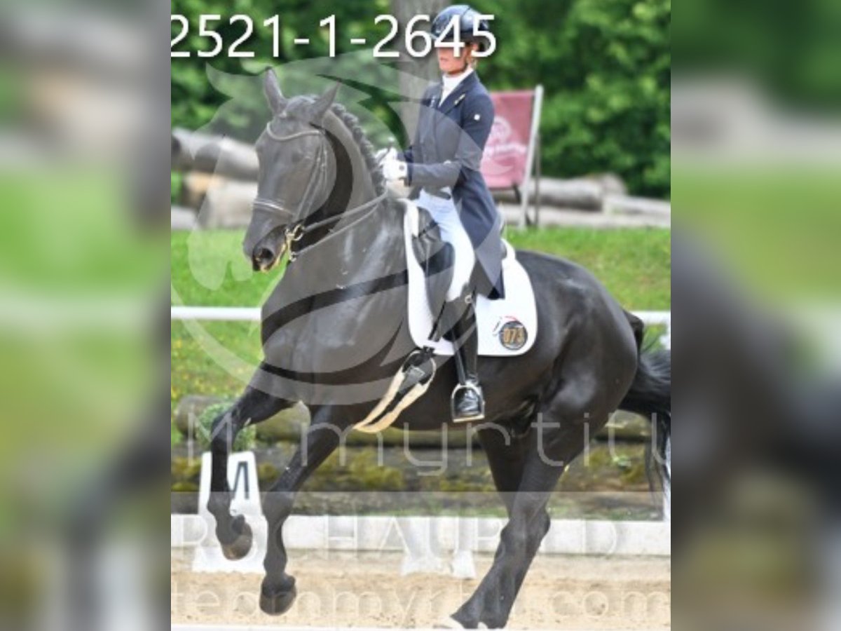 Cheval de selle allemand Hongre 11 Ans 180 cm Noir in Feldkirchen-Westerham