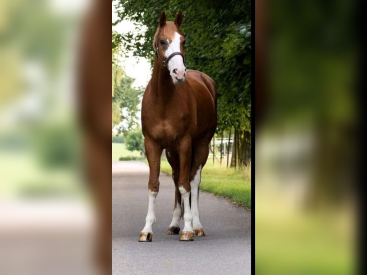 Cheval de selle allemand Hongre 16 Ans 170 cm in Bruchsal