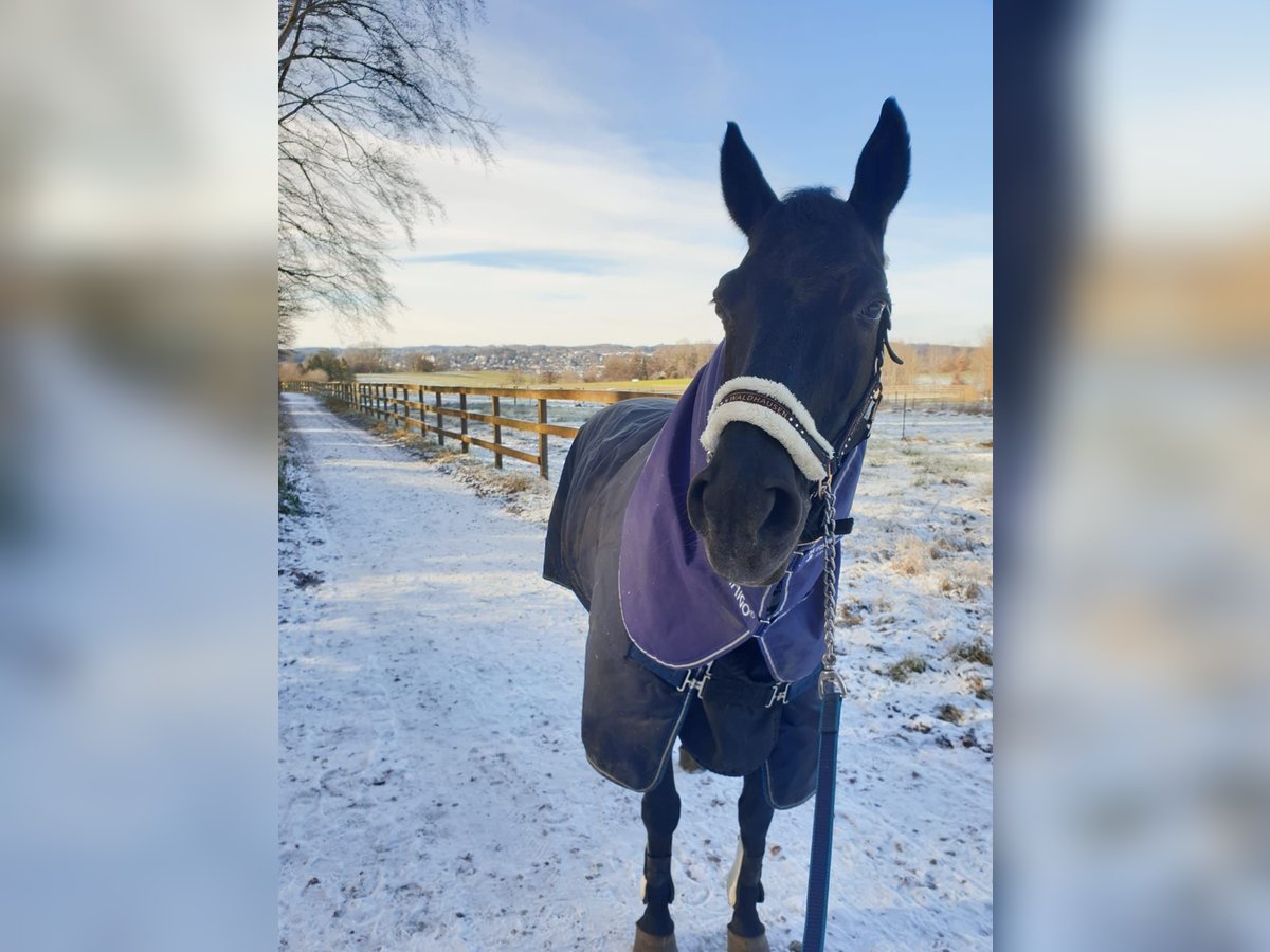 Cheval de selle allemand Hongre 24 Ans 160 cm Noir in Starnberg