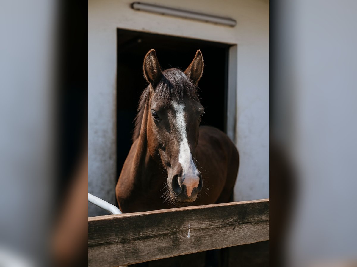 Cheval de selle allemand Hongre 3 Ans 142 cm in Hagen