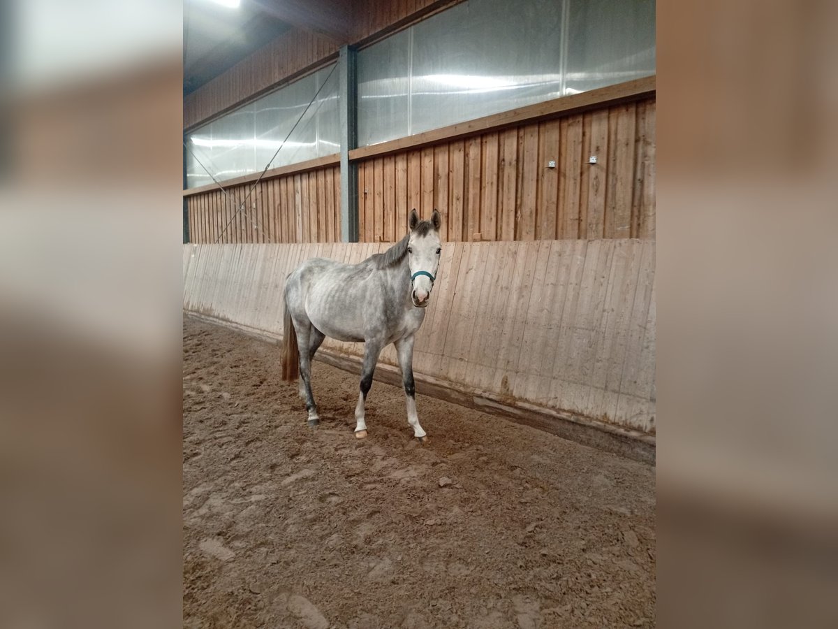 Cheval de selle allemand Hongre 3 Ans 162 cm Gris in Leipzig Cheval de selle allemand Hongre 3 Ans 162 cm Gris in Leipzig