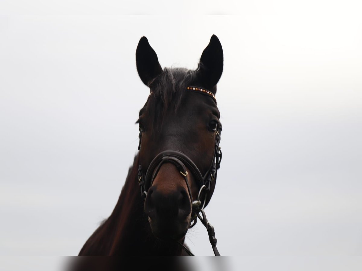 Cheval de selle allemand Hongre 3 Ans 167 cm Bai brun foncé in Mügeln