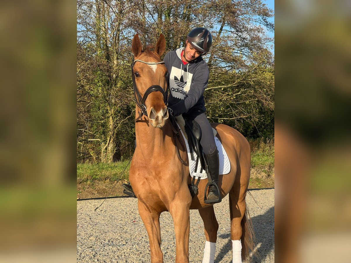 Cheval de selle allemand Hongre 3 Ans 168 cm Alezan in Marigny le Lozon