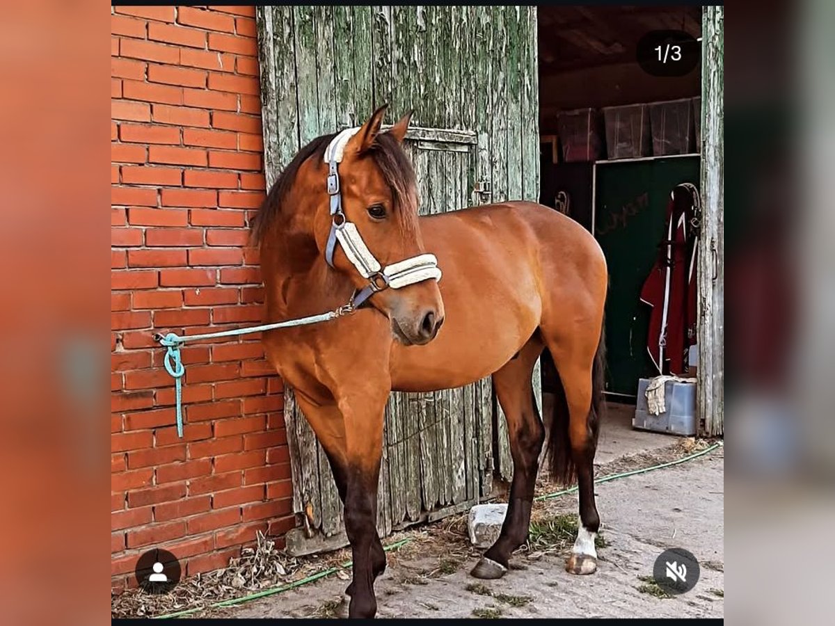 Cheval de selle allemand Hongre 3 Ans 170 cm Bai in Walsrode