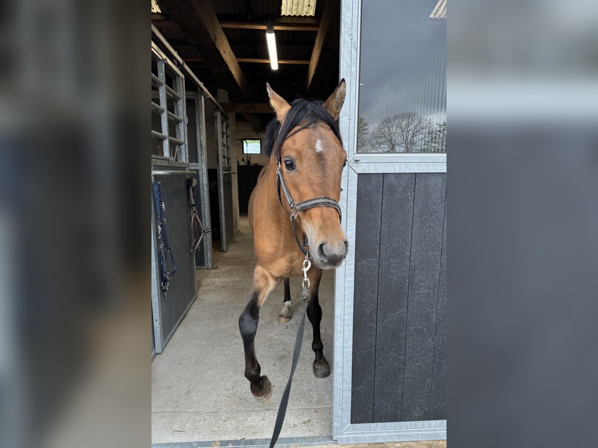 Cheval de selle allemand Croisé Hongre 4 Ans 150 cm in Neumünster