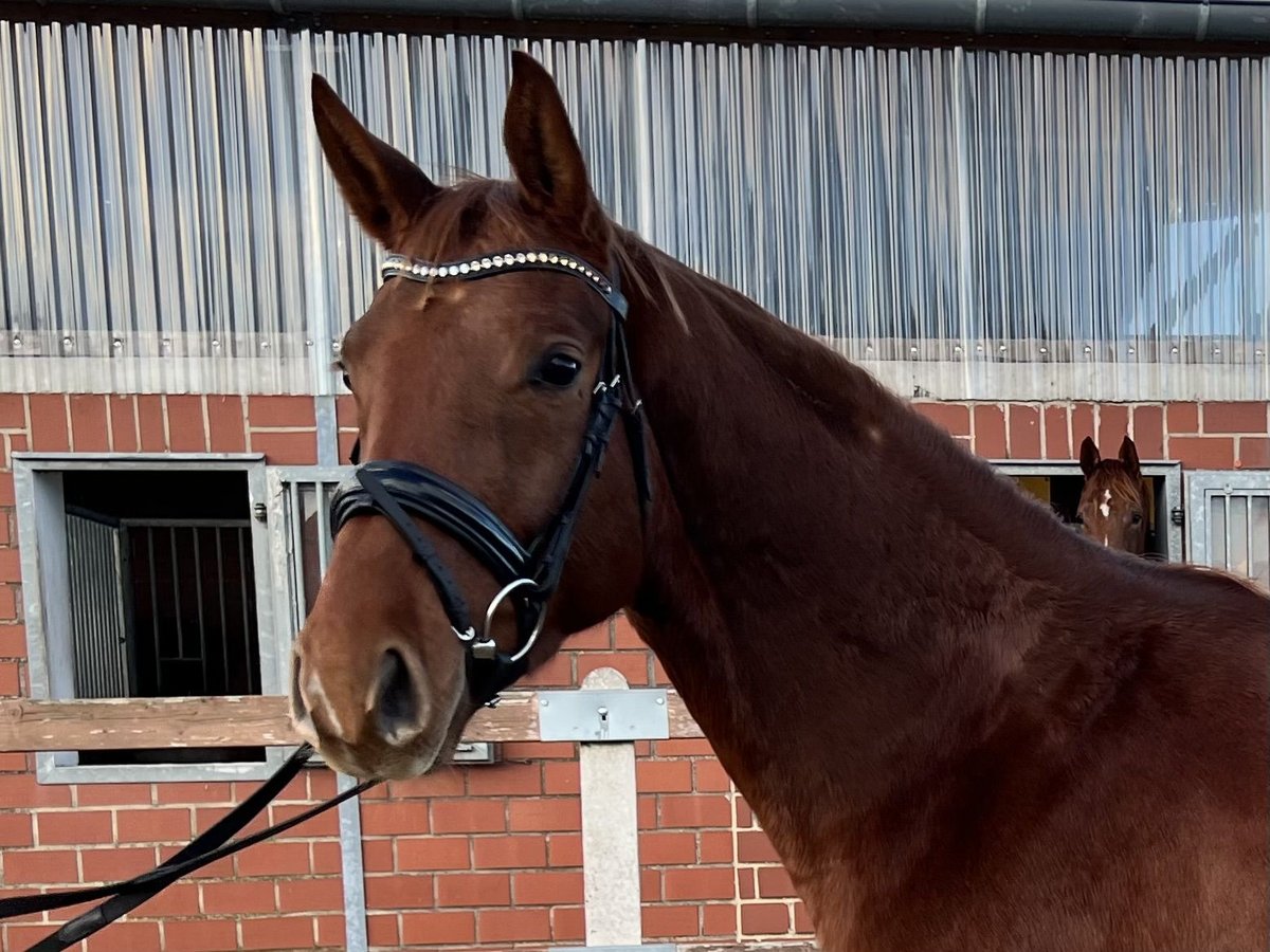 Cheval de selle allemand Hongre 4 Ans 170 cm Alezan in Bad Laer