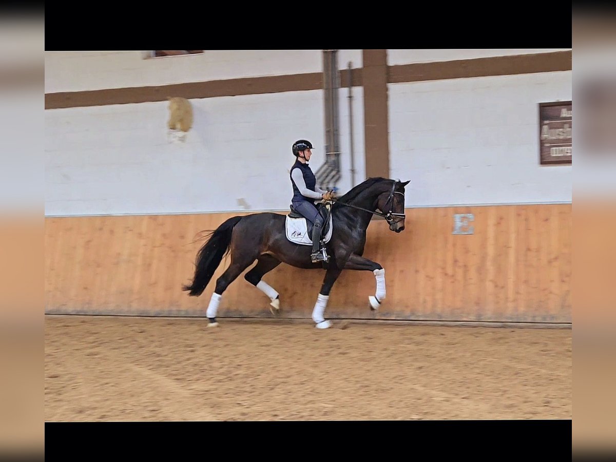 Cheval de selle allemand Hongre 4 Ans 171 cm Bai brun foncé in Röttingen