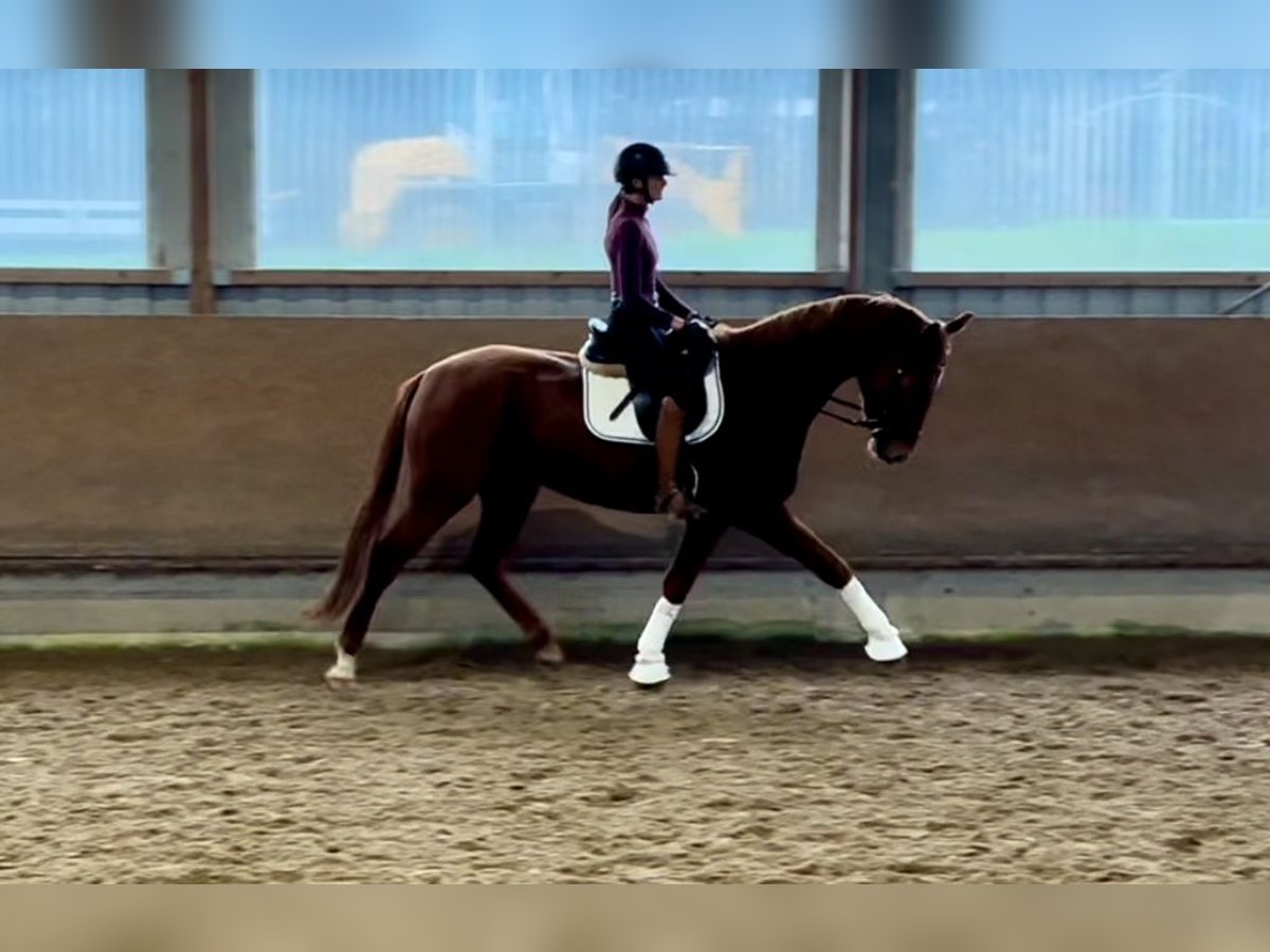 Cheval de selle allemand Hongre 4 Ans 174 cm Alezan in Besigheim