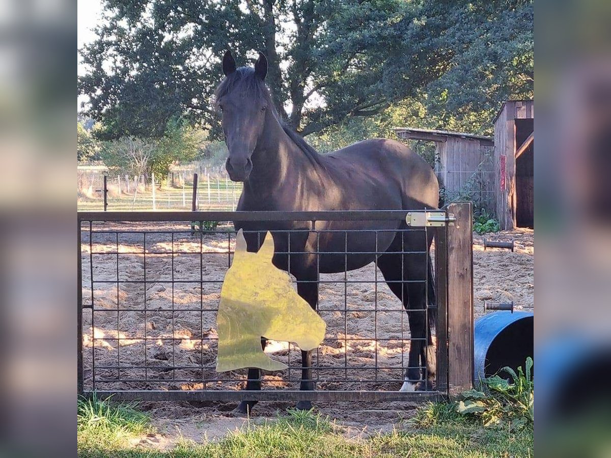 Cheval de selle allemand Hongre 5 Ans 165 cm Noir in Gnarrenburg
