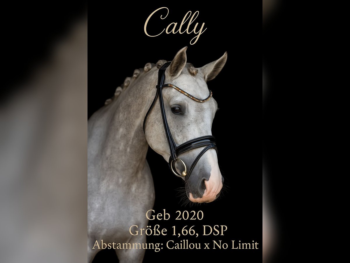 Cheval de selle allemand Hongre 5 Ans 166 cm Gris in Rosenheim