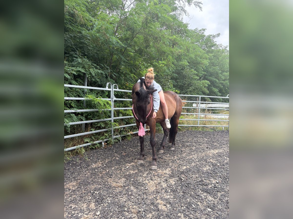 Cheval de selle allemand Croisé Hongre 5 Ans 172 cm Bai brun foncé in Hohenm&#xF6;lsenHohenm&#xF6;lsen