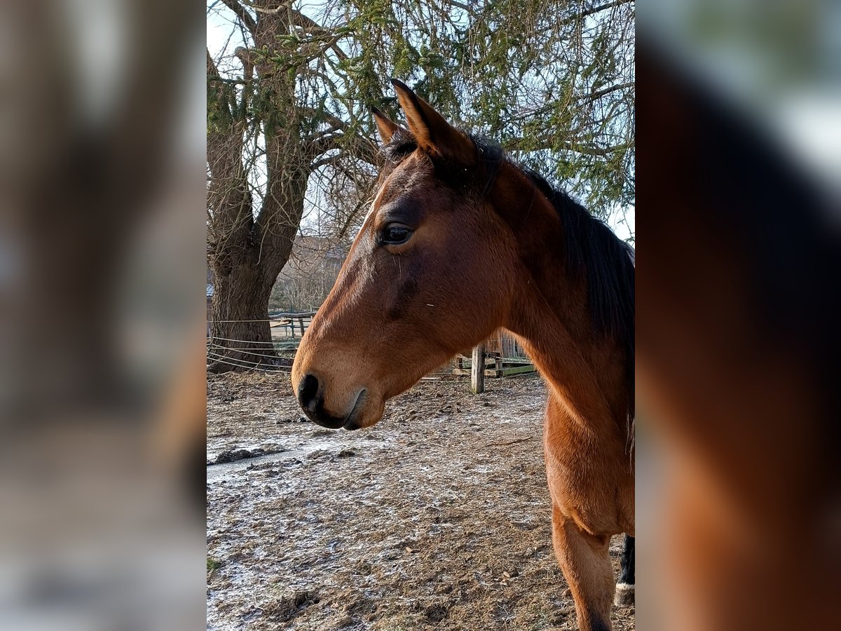 Cheval de selle allemand Croisé Hongre 6 Ans 160 cm Bai in Wolferstadt