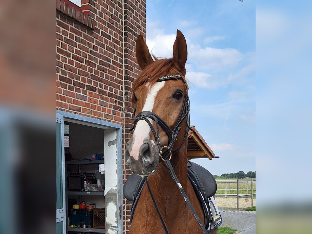 Cheval de selle allemand Hongre 6 Ans 165 cm Alezan in Drensteinfurt