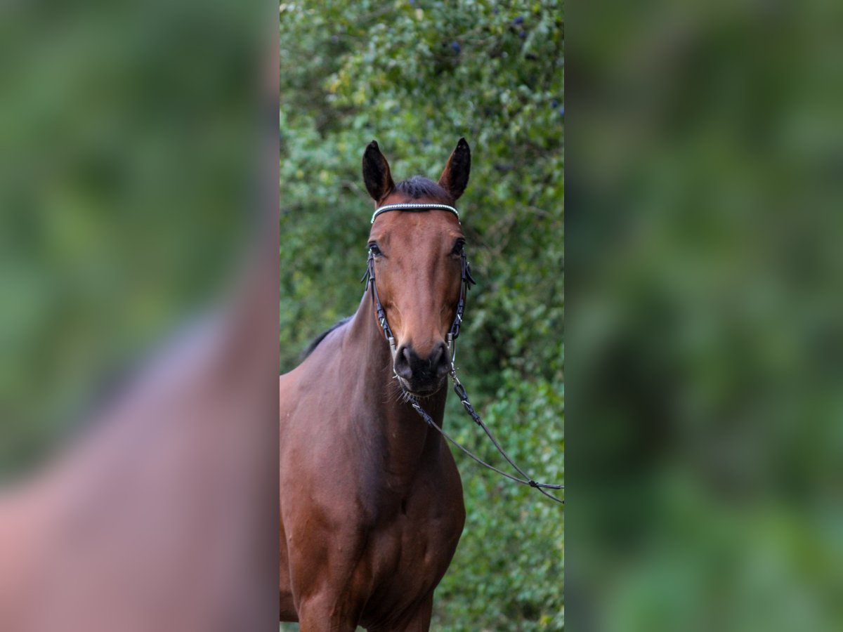 Cheval de selle allemand Hongre 6 Ans 168 cm Bai in Schweinfurt