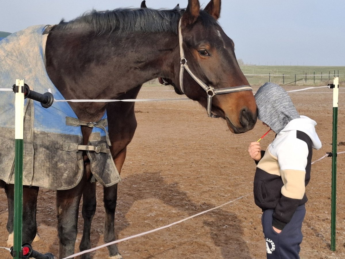 Cheval de selle allemand Hongre 7 Ans 165 cm Bai in Zimmern