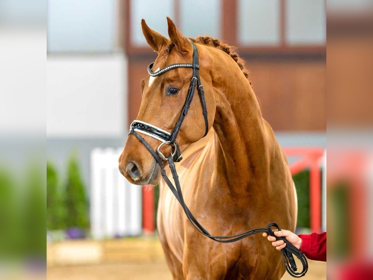 Cheval de selle allemand Hongre 7 Ans 171 cm Alezan in Bad Iburg