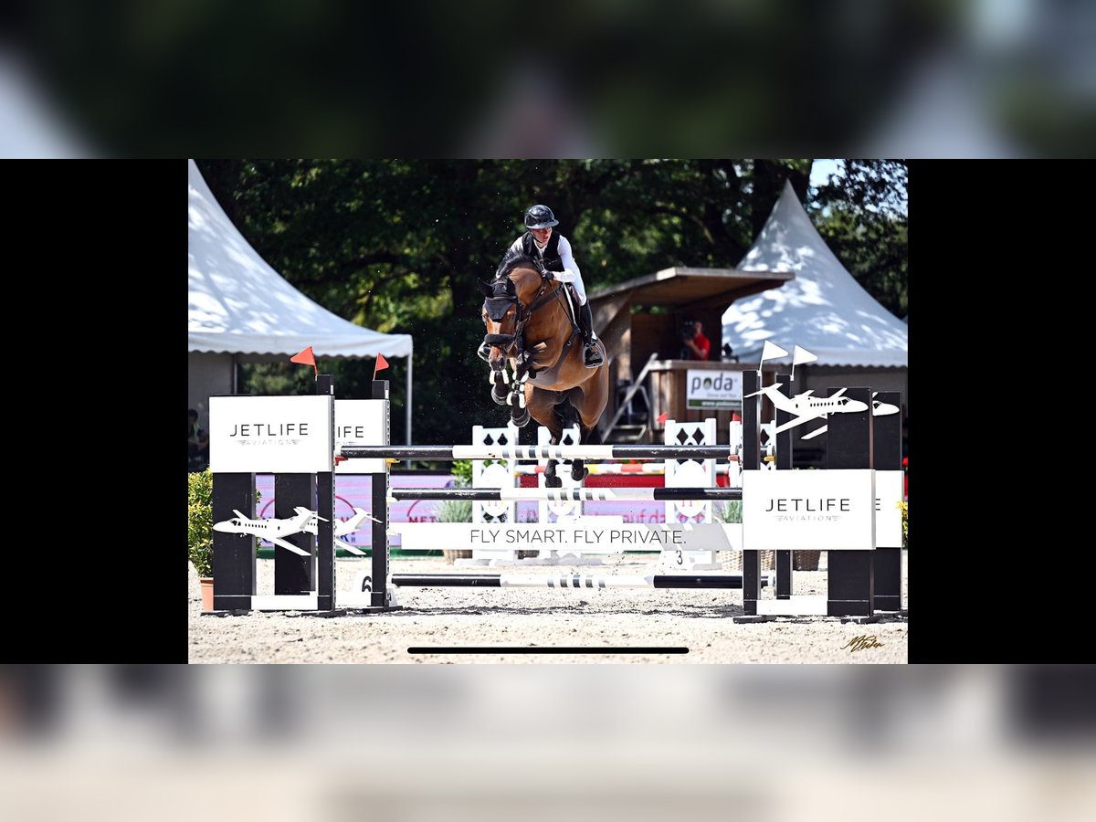 Cheval de selle allemand Hongre 8 Ans 164 cm Bai in Lastrup