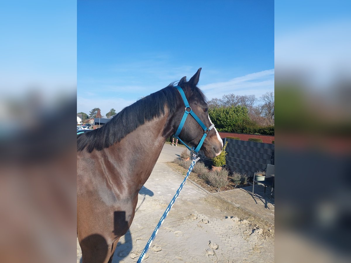 Cheval de selle allemand Hongre 8 Ans 165 cm Bai brun in Korschenbroich