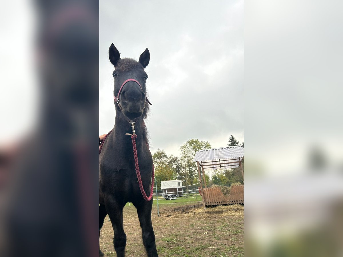 Cheval de selle allemand Croisé Jument 10 Ans 140 cm Bai in Helbra