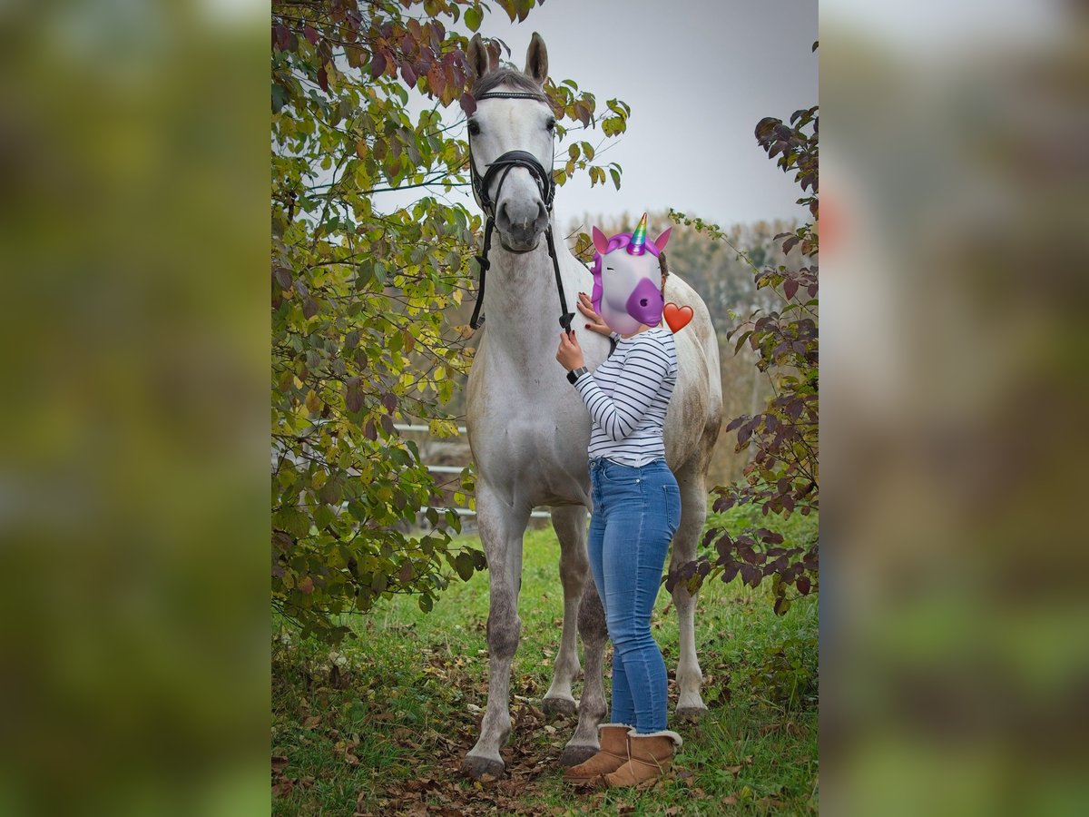 Cheval de selle allemand Jument 10 Ans 164 cm Gris in Ludwigsburg