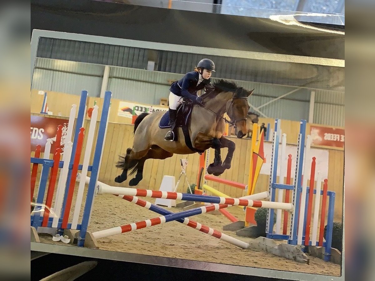 Cheval de selle allemand Jument 11 Ans 160 cm Bai brun in Gro&#xDF;maischeid