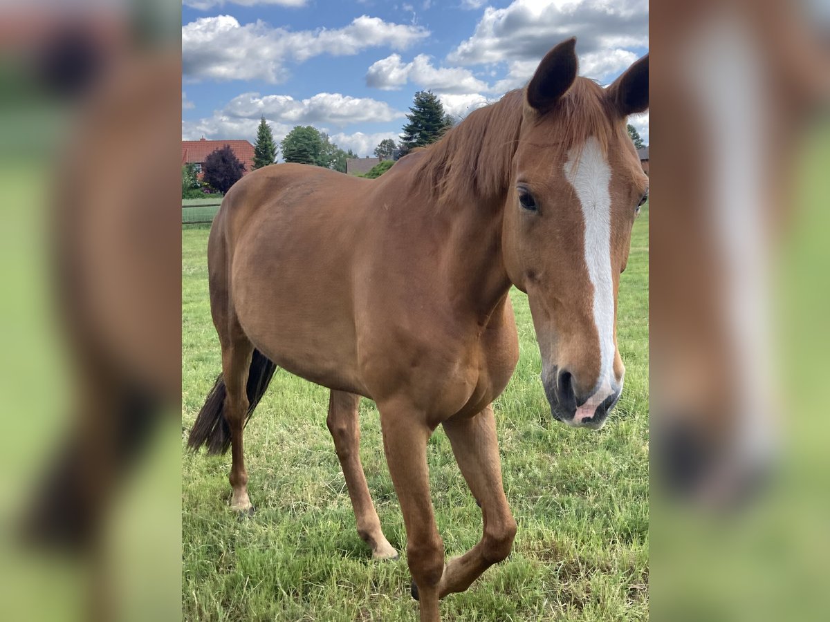 Cheval de selle allemand Jument 11 Ans 163 cm Alezan in Visbek