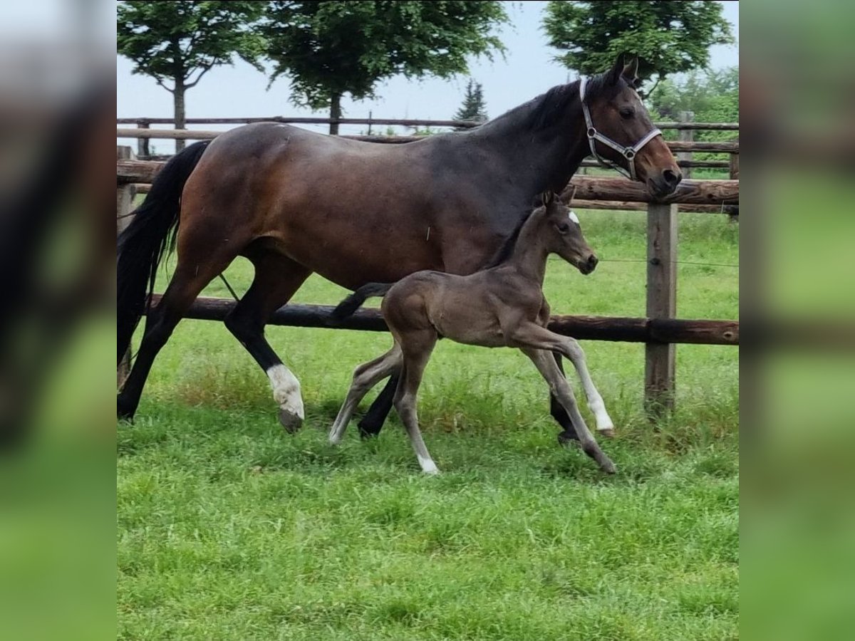 Cheval de selle allemand Jument 11 Ans 169 cm Bai in Herten