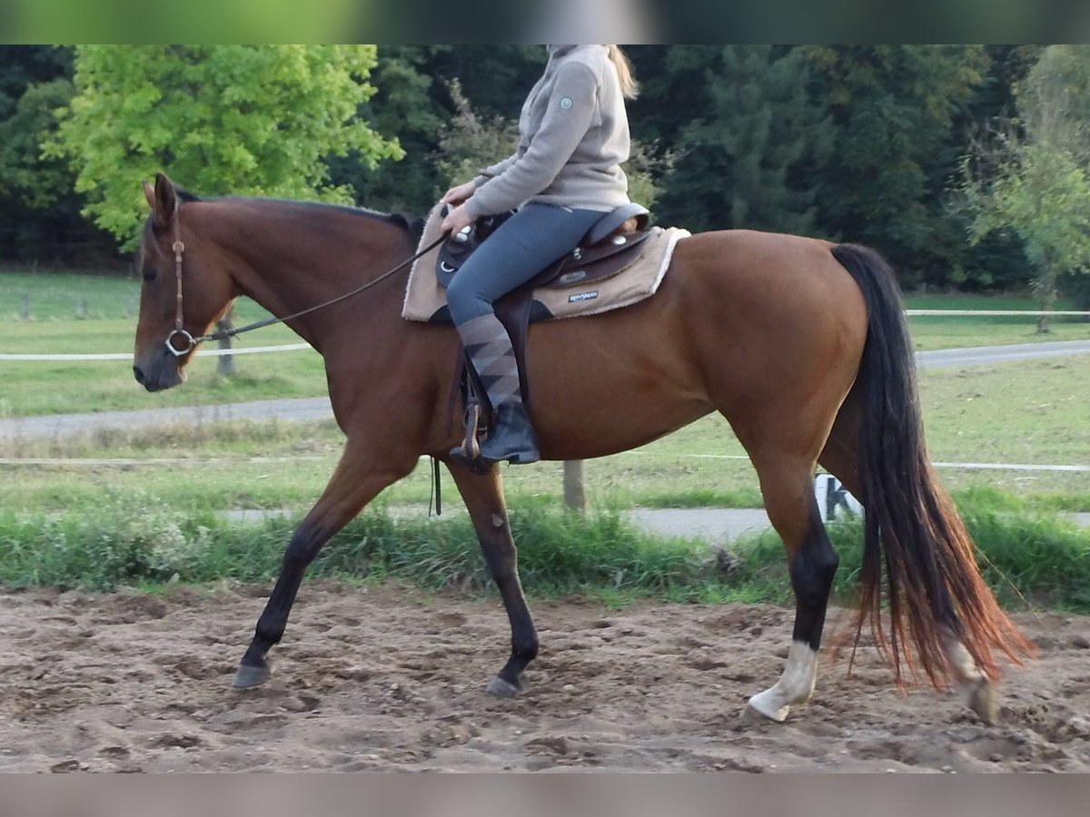 Cheval de selle allemand Jument 14 Ans 165 cm Bai in Rauschenberg