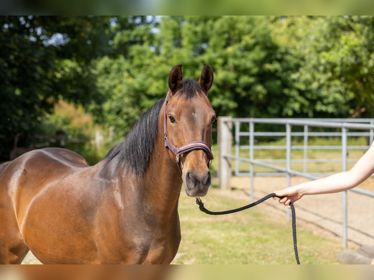 Cheval de selle allemand Jument 15 Ans 144 cm Bai clair in Ahneby