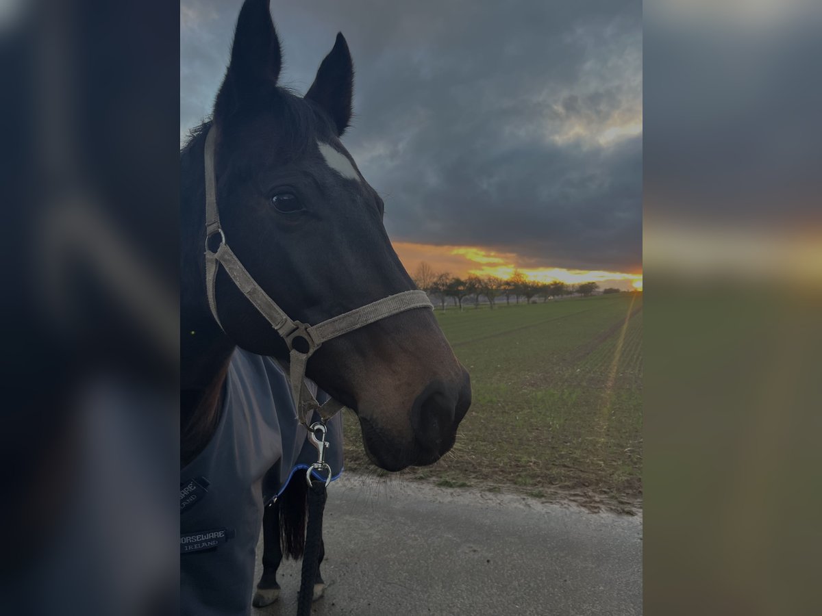 Cheval de selle allemand Jument 15 Ans 163 cm Bai brun in Heuchelheim