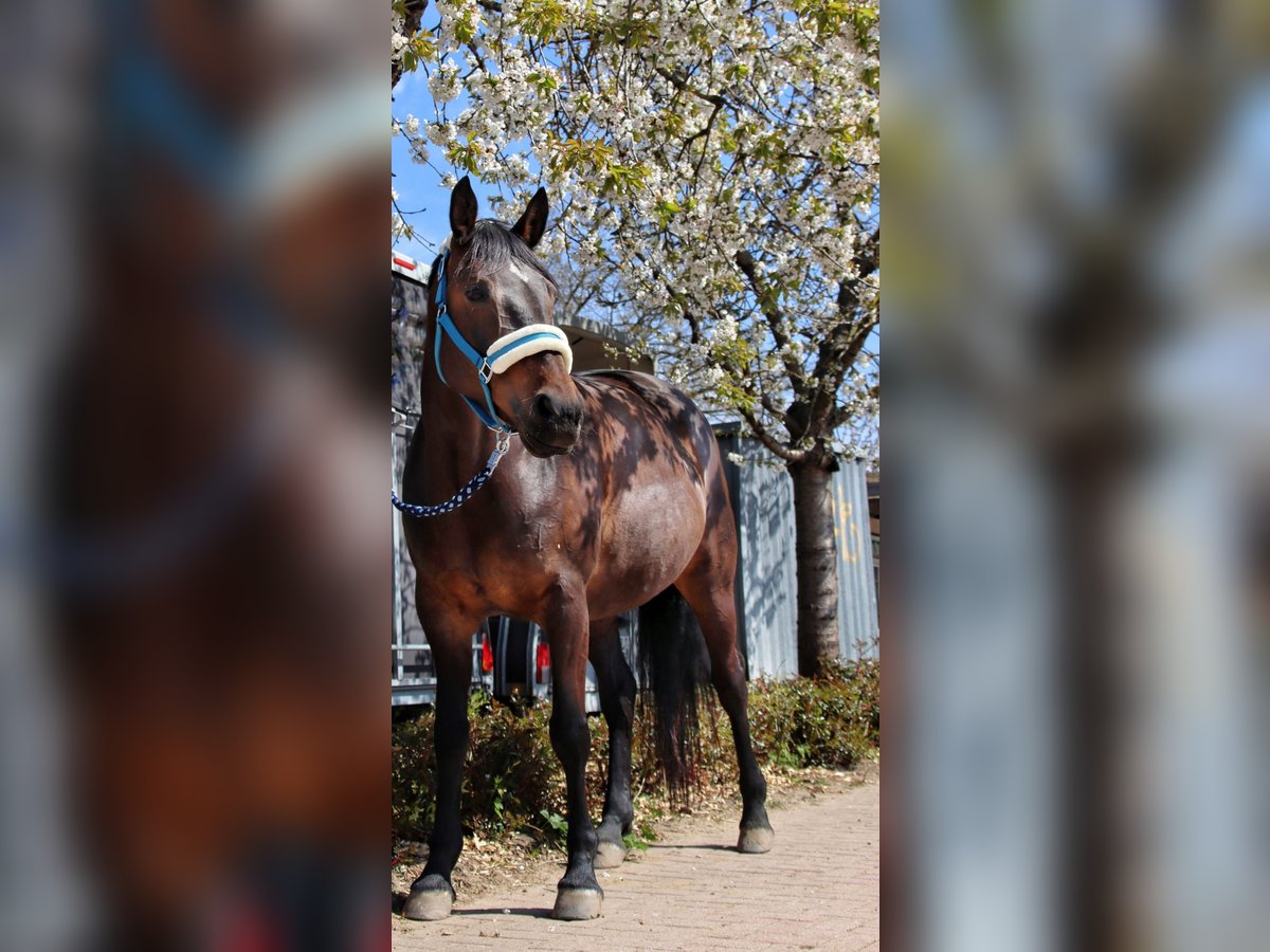 Cheval de selle allemand Croisé Jument 15 Ans 163 cm Bai brun in Gokels