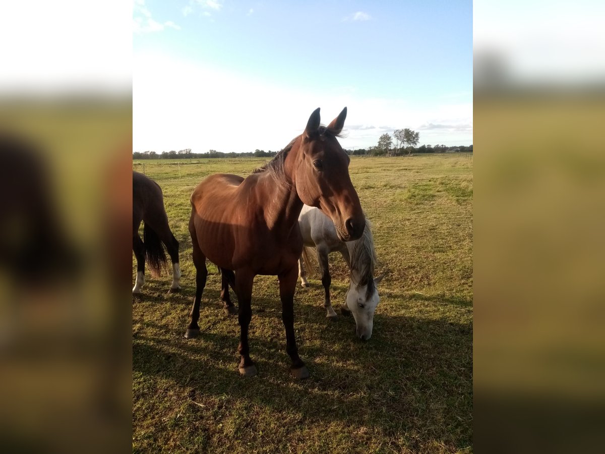 Cheval de selle allemand Jument 15 Ans 167 cm Bai in Schildau