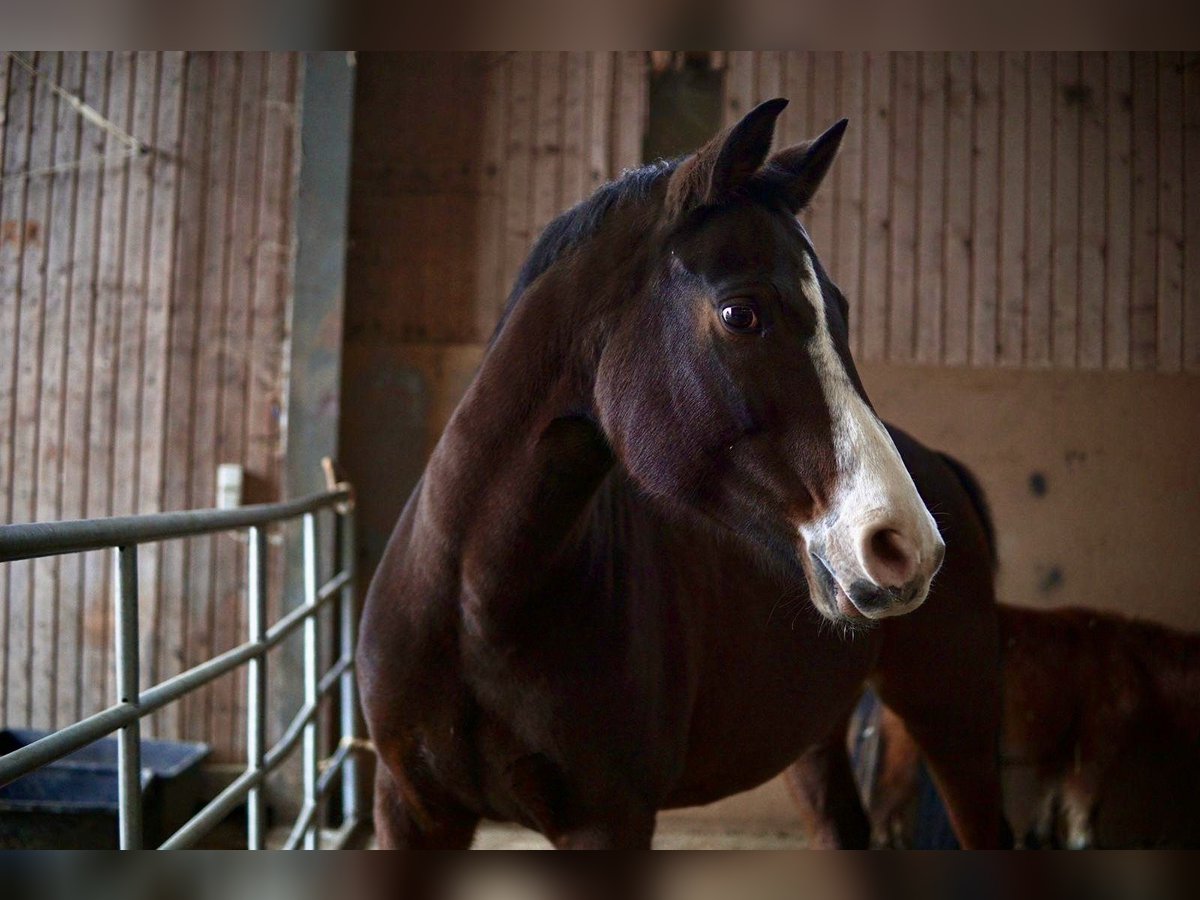 Cheval de selle allemand Croisé Jument 16 Ans 158 cm Bai in Offenbach