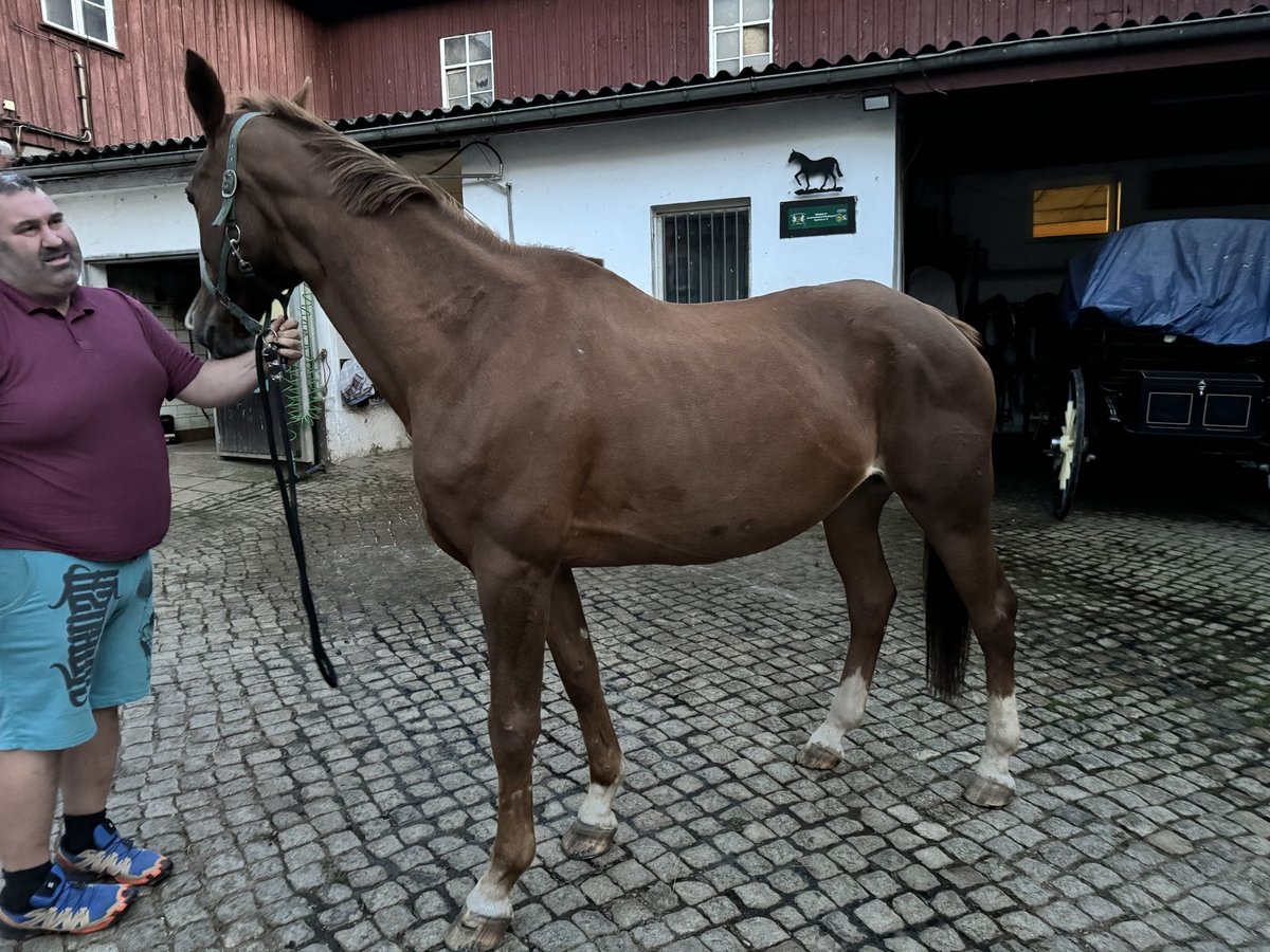 Cheval de selle allemand Jument 17 Ans 163 cm Alezan in Gersdorf